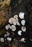 Crepidotus applanatus image