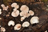 Crepidotus applanatus image