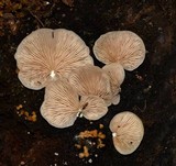 Crepidotus applanatus image