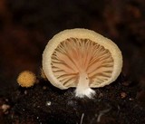 Crepidotus applanatus image