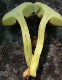 Leccinum subglabripes image