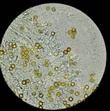 Crepidotus applanatus image