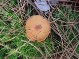 Cortinarius mucosus image