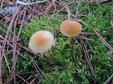 Galerina heterocystis image