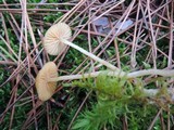 Galerina heterocystis image