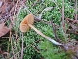 Galerina heterocystis image