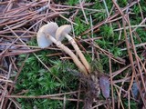Cystoderma amianthinum image