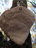 Perenniporia fraxinophila image