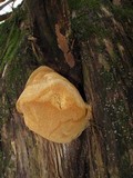 Pyrofomes juniperinus image
