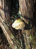 Pyrofomes juniperinus image