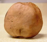Leccinum rubropunctum image