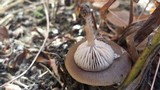 Entoloma sericeum image