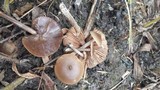 Entoloma sericeum image