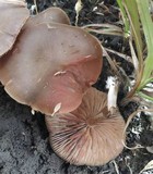 Entoloma sericeum image