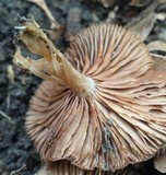 Entoloma sericeum image