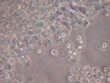 Entoloma sericeum image
