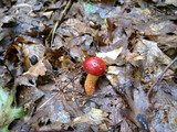Boletus frostii image
