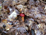 Boletus frostii image