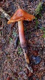 Phaeocollybia piceae image