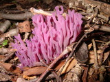 Clavaria zollingeri image