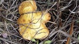 Suillus americanus image