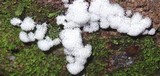 Ceratiomyxa fruticulosa var. fruticulosa image