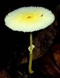 Leucocoprinus fragilissimus image