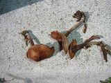 Gymnopus villosipes image