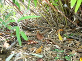 Gymnopus villosipes image