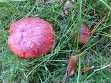 Butyriboletus floridanus image