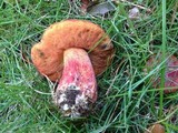 Butyriboletus floridanus image