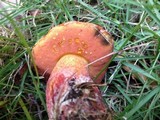 Butyriboletus floridanus image
