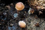 Marasmius fulvoferrugineus image