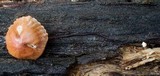 Marasmius fulvoferrugineus image