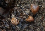 Marasmius fulvoferrugineus image