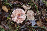 Hygrophorus russula image