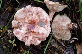 Hygrophorus russula image