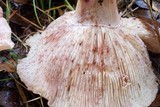 Hygrophorus russula image