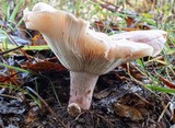 Hygrophorus russula image
