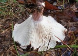 Hygrophorus russula image