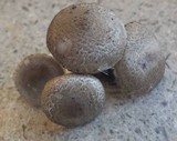 Tricholoma scalpturatum image