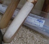 Fomitopsis officinalis image