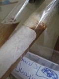 Fomitopsis officinalis image