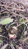 Phallus hadriani image