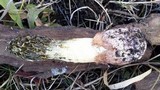 Phallus hadriani image