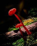 Mycena viscidocruenta image