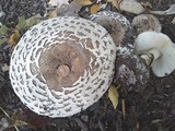 Chlorophyllum rachodes image