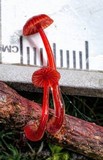 Mycena viscidocruenta image