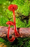 Mycena viscidocruenta image