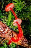 Mycena viscidocruenta image